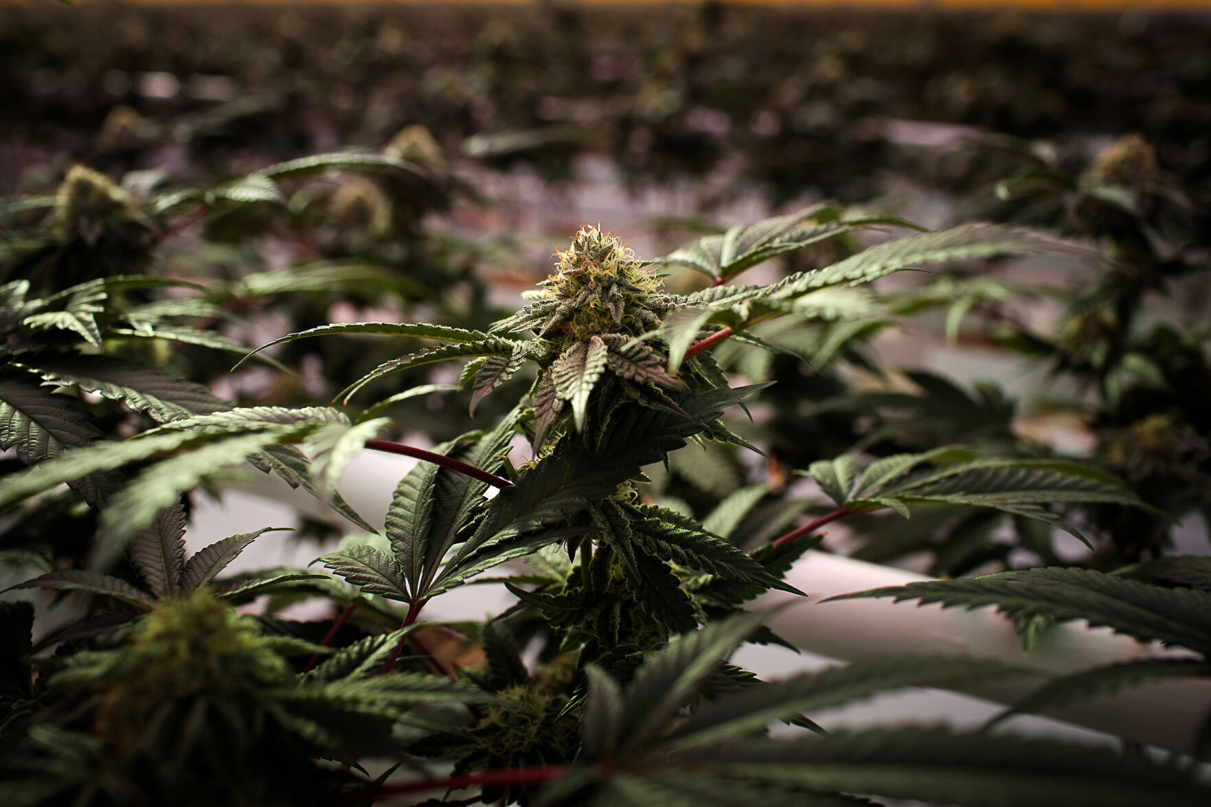 Marijuana